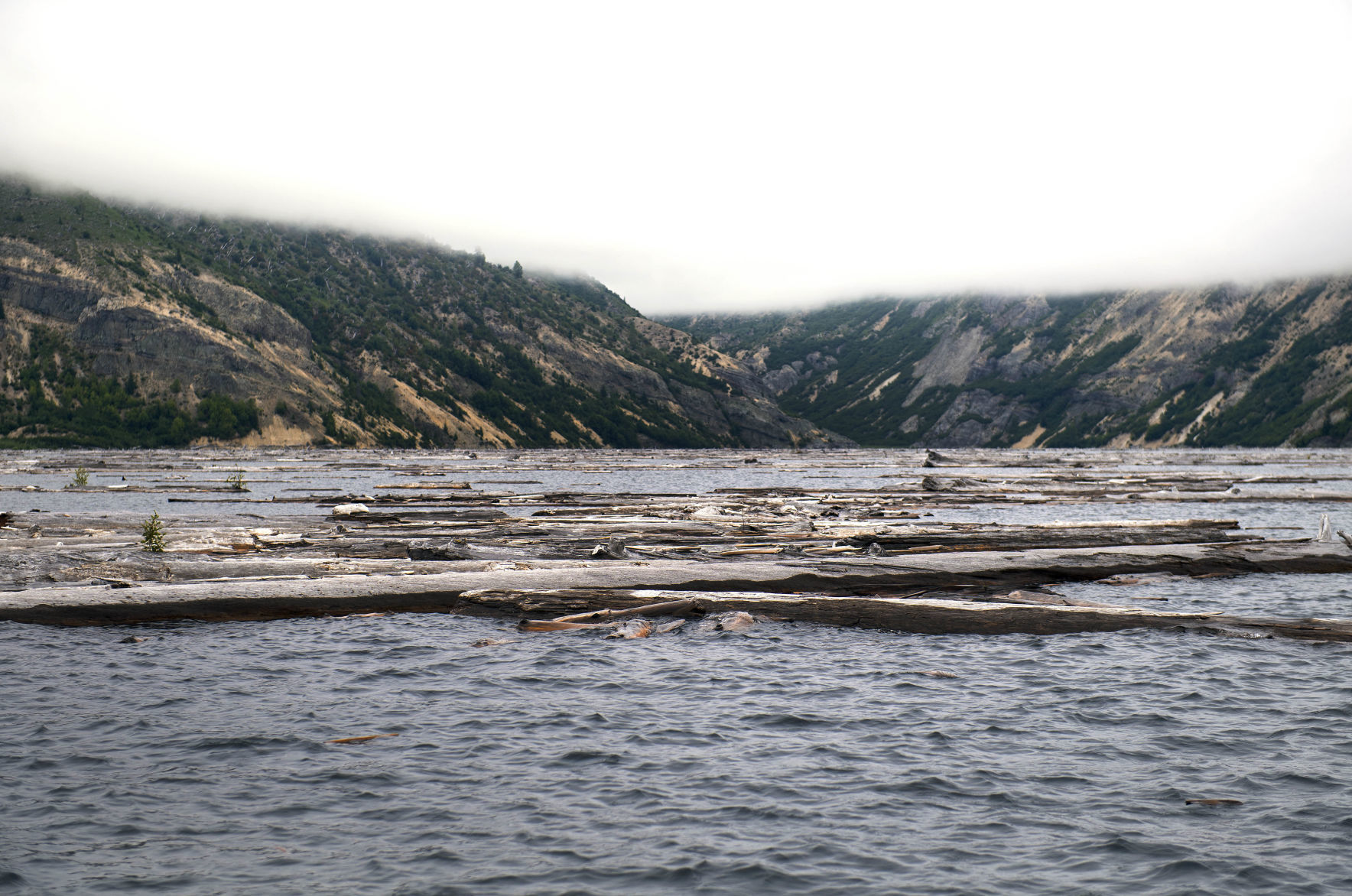 Scattered logs
